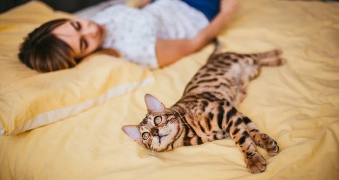 Сравнение состава премиум и супер премиум кормов для кошек