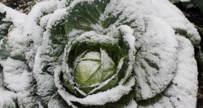 Какие дела нужно закончить в саду и огороде несмотря на внезапный снег