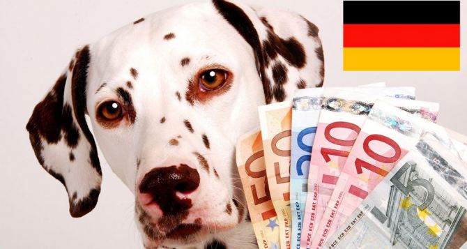Существенное увеличение налога на собак в Германии Но есть возможность сэкономить деньги