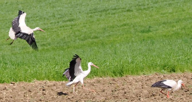 Семейные тайны пернатых соседей Спецрепортаж о приходе немецкой весны
