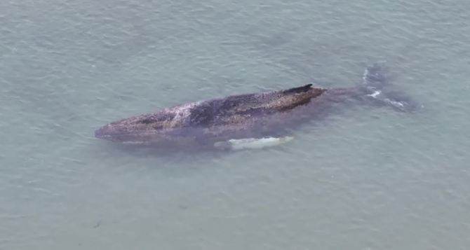 В Германии третий день спасают кита Кит уже на старте Bild