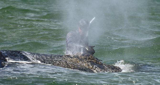 Спасенный кит опять сел на мель Собираютсяли его спасать