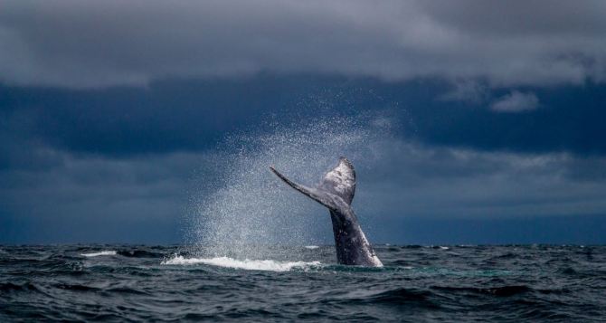 Обречен на смерть в акватории Германии