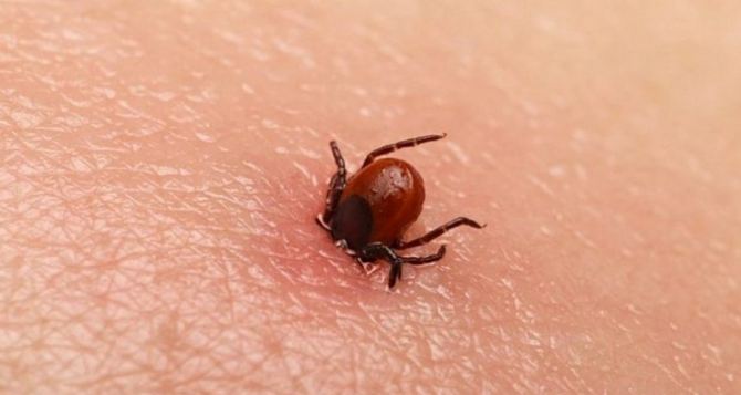 Германии предупреждают о начале сезона клещей Карта опасных регионов