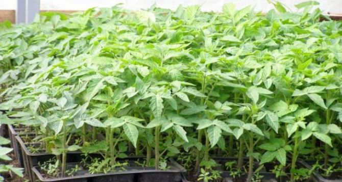 Приди и возьми Бесплатная радость для любителей растений в Берлине