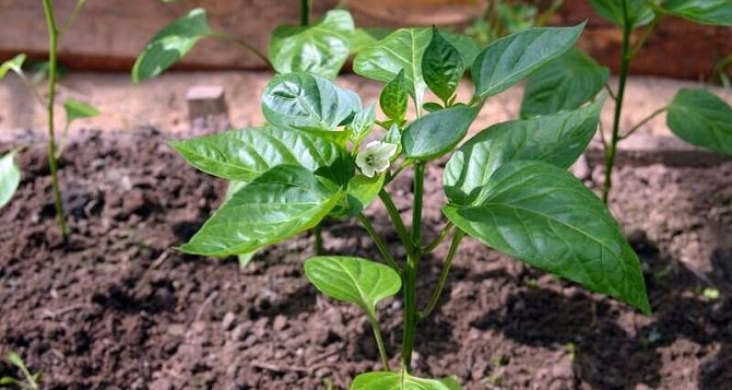 Начало дачного сезона Посадка перца в открытый грунт практика полезные советы