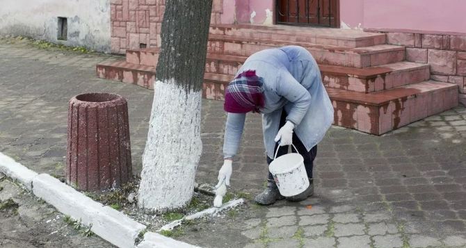 Почему в СССР белили деревья и бордюры настоящая причина о которой многие не догадывались