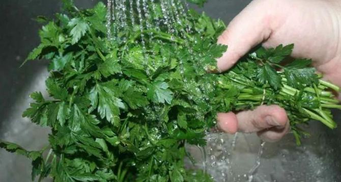 Петрушку и укроп из супермаркета просто ополаскиваете Это ошибка которая портит зелень и вредит вашему здоровью