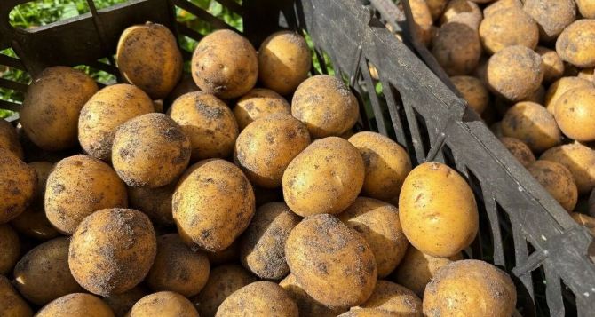 Сохраняем картофель до весны: секреты правильного хранения без потерь