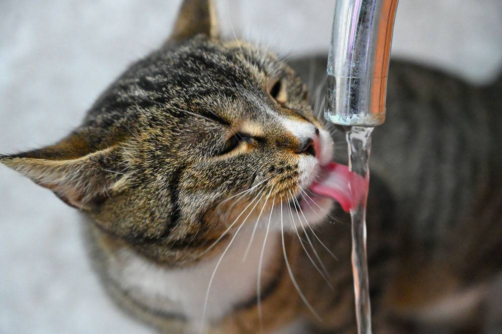 Сколько поить кота. Кошка пьет воду. Кот пьет воду из под крана. Кот пьет из поилки. Пьющая кошка.