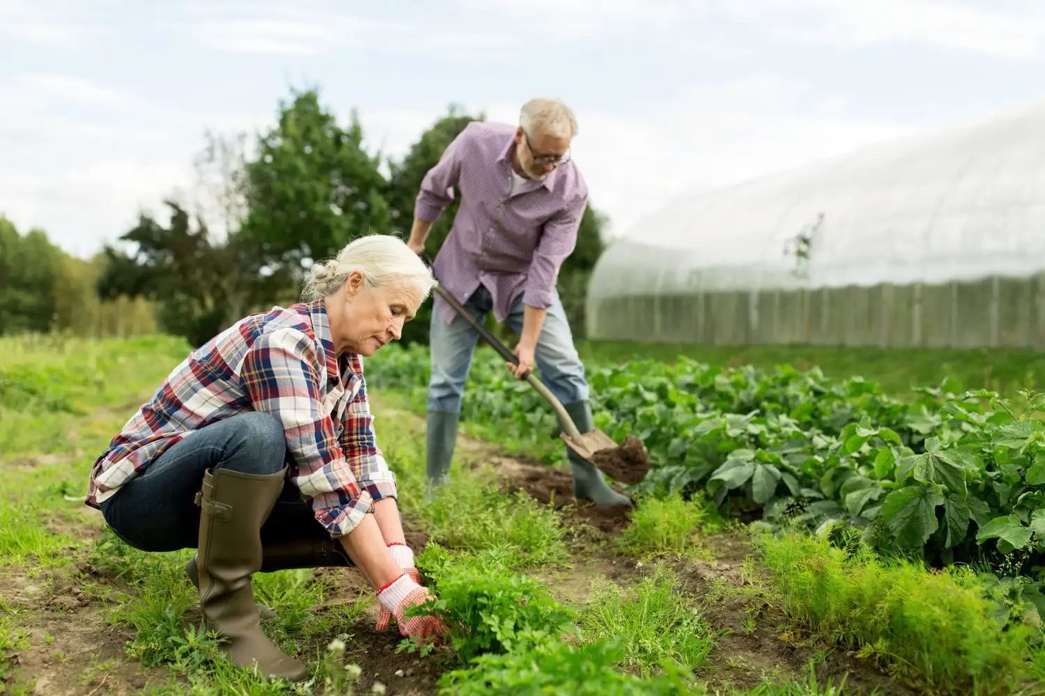 Первый летний месяц — активный период для садово-огородных работ.