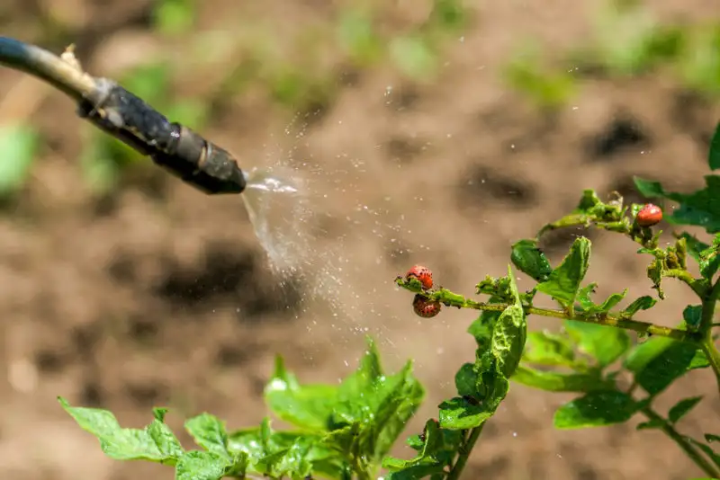 При первых признаках появления на картофельных кустах колорадского жука успешно используют средства на основе полыни
