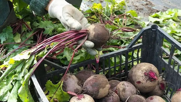 С этой нехитрой хитростью вы обеспечите себя вкусными и полезными корешками на целый год.