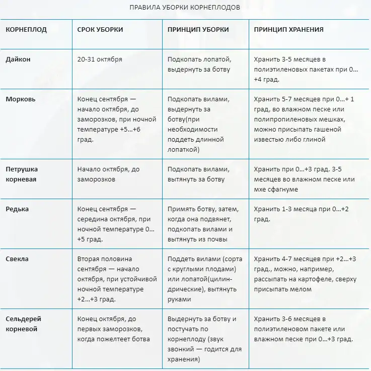 Как определить срок уборки корнеплода