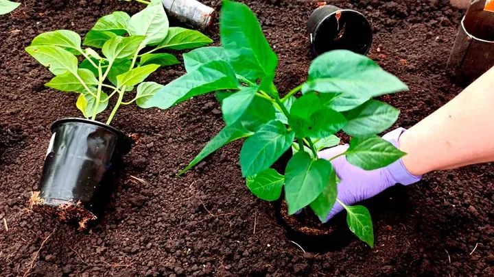 Пересаживаем перец в открытый грунт