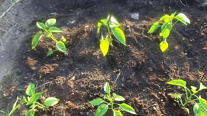 Грядка перца в открытом грунте