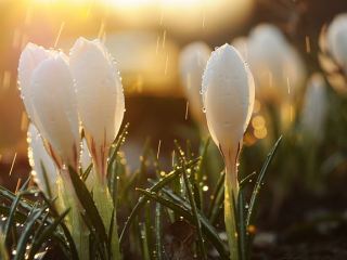 Погода в Луганске на завтра, 30 мая: дождь