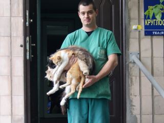 Европейские специалисты в Стаханове стерилизовали около ста бездомных животных 
