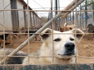 В Луганске перестали травить собак