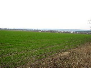 На Луганщине погибло более 19 тыс. га озимых 