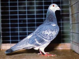 На Луганщине соберутся любители птиц собак и лошадей