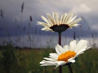 Погода в Луганске на завтра, 1 июня: пасмурно