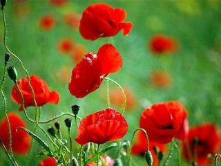 В Луганской области уничтожили плантацию мака