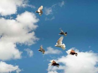 За 4,5 часа луганские голуби преодолели 370 км