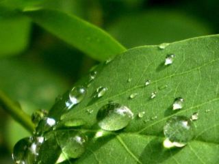 С этого дня росы становятся вредными