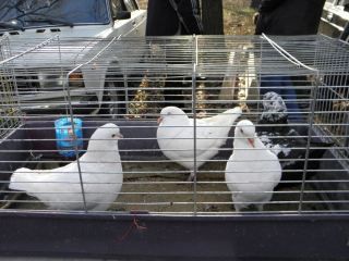 На Луганщине выставка птиц собрала более тысячи участников