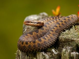 В этот день лучше не ходить в лес