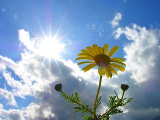 Погода в Луганске на завтра, 13 июня: без осадков