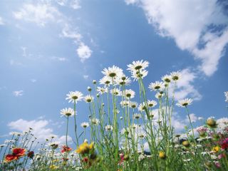 Погода в Луганске на завтра, 14 июня: до +36°С