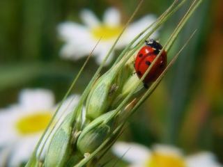 Погода в Луганске: днем ожидается +35°С