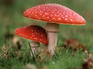 На Луганщине 2 человека отравились грибами 