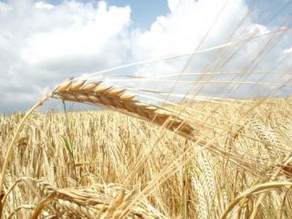 Урожай зерновых в этом году будет хуже, чем в прошлом