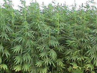 На Луганщине правоохранители сожгли поле конопли