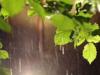 Погода в Луганске на завтра, 26 июня: дождь