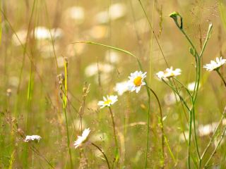 Погода в Луганске на завтра, День Конституции: солнечно