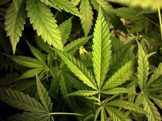 Житель Луганщины украл бензопилу, чтобы «расчистить» в лесу плантацию для конопли