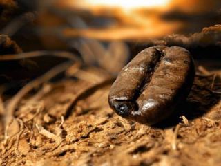 Кофе «Кочевник» от Сxid.info