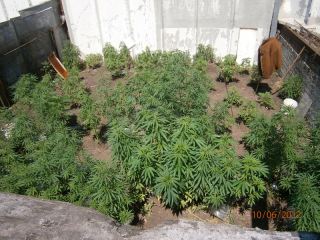 На Луганщине молодой мужчина вырастил конопляную плантацию 