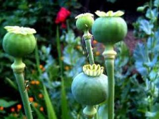 Жительница Луганской области посадила 287 кустов мака «для красоты»