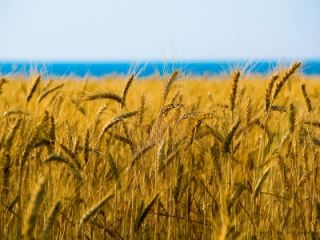 Аграрии прогнозируют хороший урожай в Луганской области