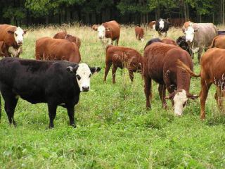 Луганские специалисты обеспокоены ситуацией в отрасли животноводства