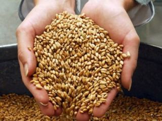 Луганские аграрии уже собрали 9,5 тыс. тонн зерна 