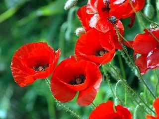 Житель России пытался пронести в Луганскую область 40 кустов мака