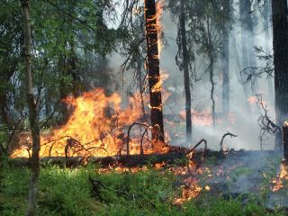 В Луганской области перекрыли въезды в леса