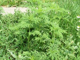 Борьба с амброзией в Луганске продлится до 1 ноября