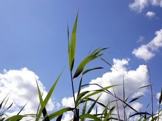 Погода в Луганске на завтра  июля ясно